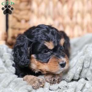 Rainbow, Cavapoo Puppy